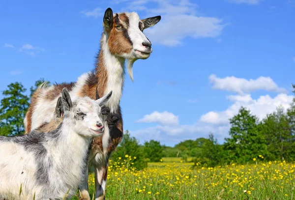 Chèvre Avec Chevreau Dans Pâturage Ferme Biologique — Photo