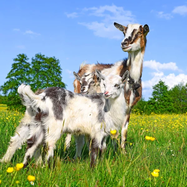 Cabra Com Crianças Pasto Fazenda Orgânica — Fotografia de Stock