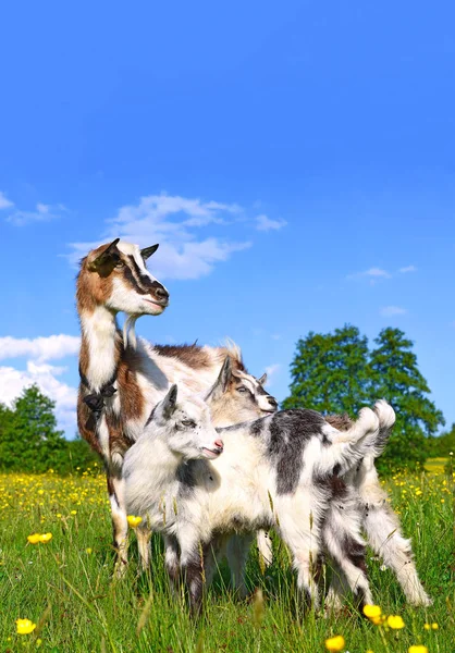 Goat Kids Pasture Organic Farm — Stock Photo, Image