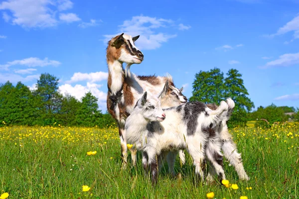 Chèvre Avec Des Enfants Dans Pâturage Ferme Biologique — Photo