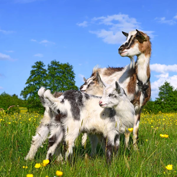 Chèvre Avec Des Enfants Dans Pâturage Ferme Biologique — Photo