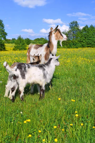 Cabra Com Crianças Pasto Fazenda Orgânica — Fotografia de Stock