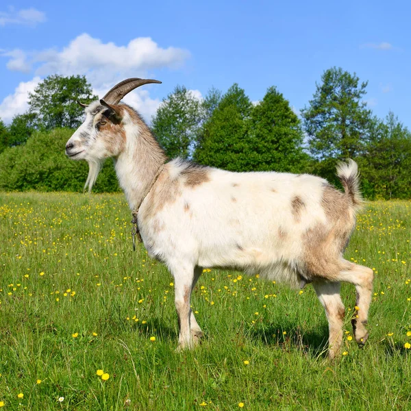 Goat Pasture Organic Farm — Stock Photo, Image