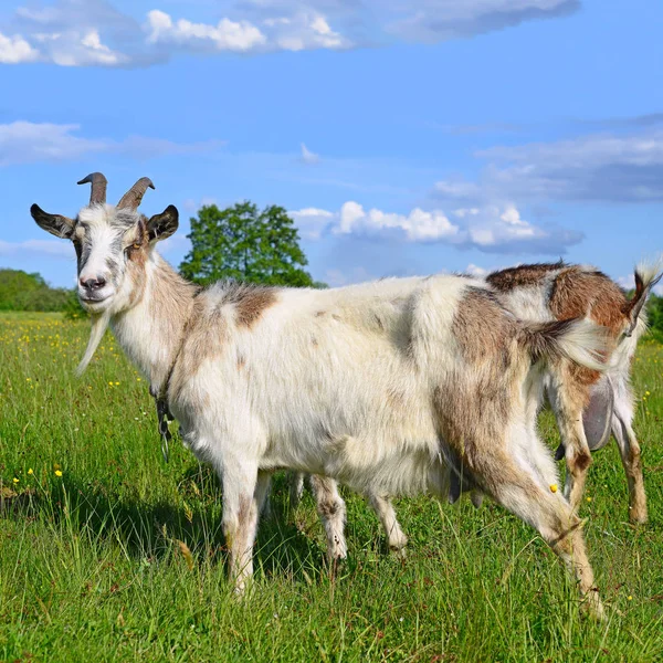 有机农场牧场上的山羊 — 图库照片