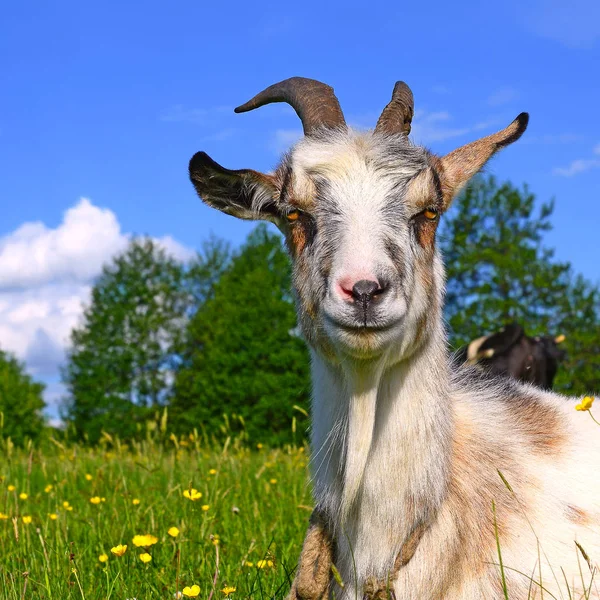 Goat Pasture Organic Farm — Stock Photo, Image