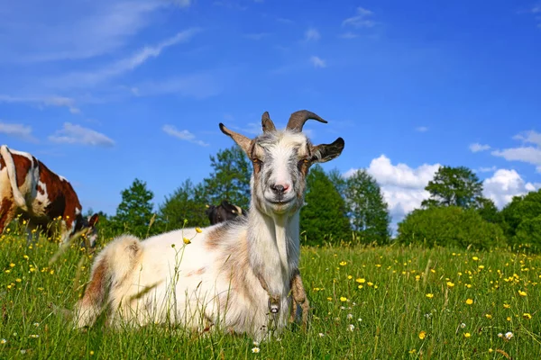 Goat Pasture Organic Farm — Stock Photo, Image