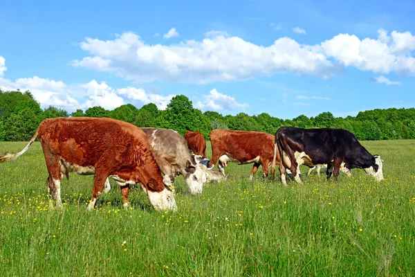 Krów Pasących Się Letnie Pastwiska — Zdjęcie stockowe