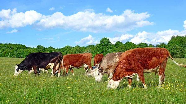 Yaz mera üzerinde otlatma inekler