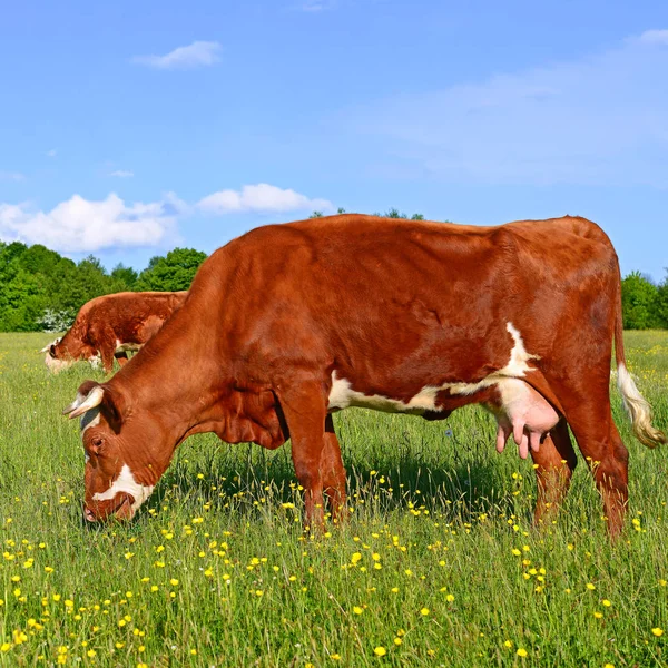 牧草地で美しい茶色と白の牛のクローズアップは — ストック写真