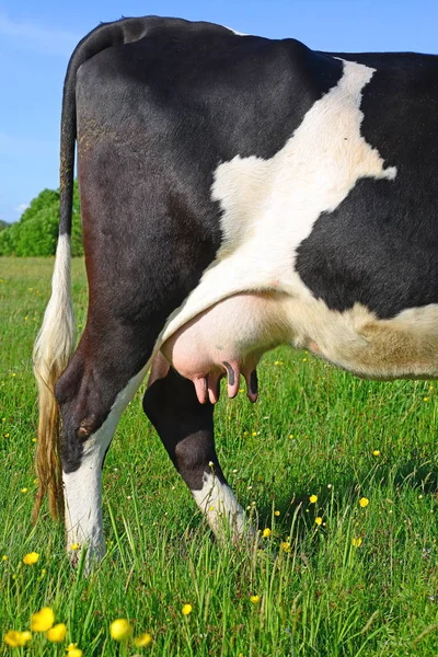 Udder Uma Vaca Jovem Close — Fotografia de Stock