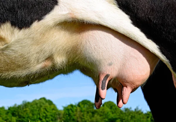 Udder Young Cow Close — Stock Photo, Image