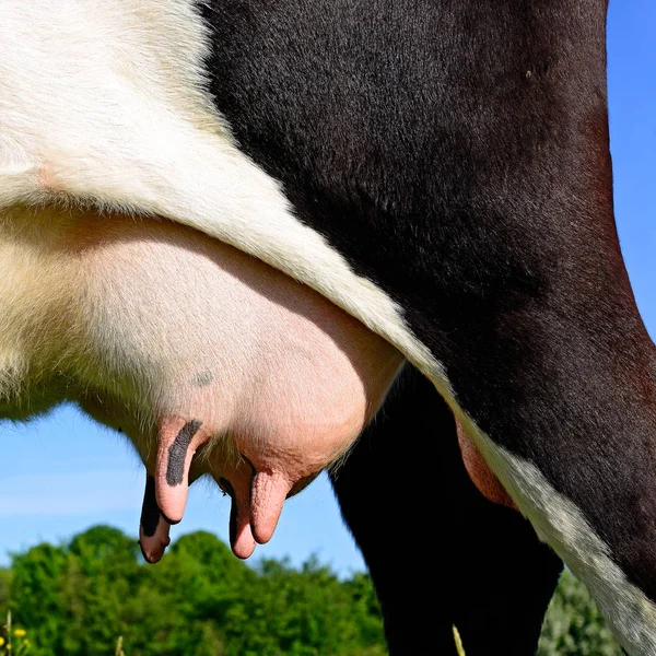 Udder Young Cow Close — Stock Photo, Image