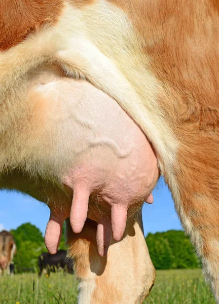 Udder Young Cow Close — Stock Photo, Image