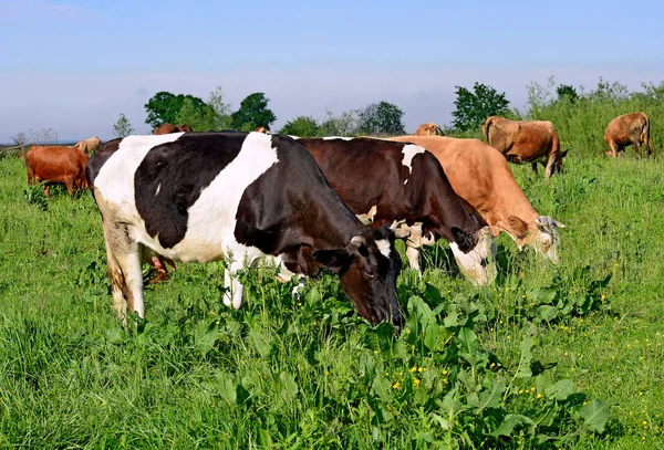 Kühe Grasen Auf Der Sommerweide — Stockfoto