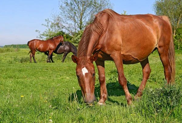 Otlaktaki güzel atlar