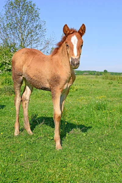 Kırsal kesimde genç ve güzel bir tay
