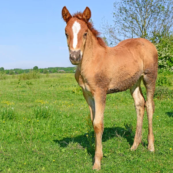 Young Beautiful Foal Rural Countryside — 스톡 사진