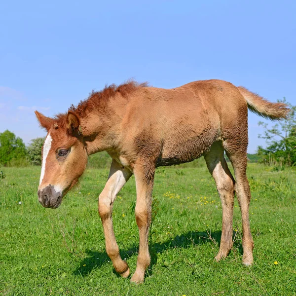 Kırsal kesimde genç ve güzel bir tay