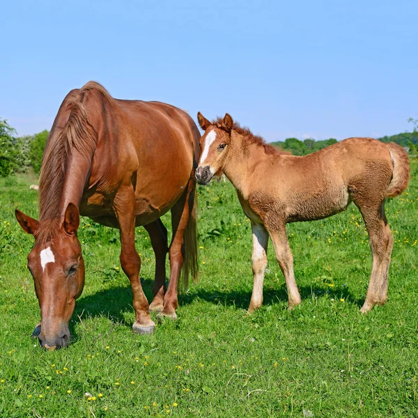 Beautiful Horses Pasture — 图库照片
