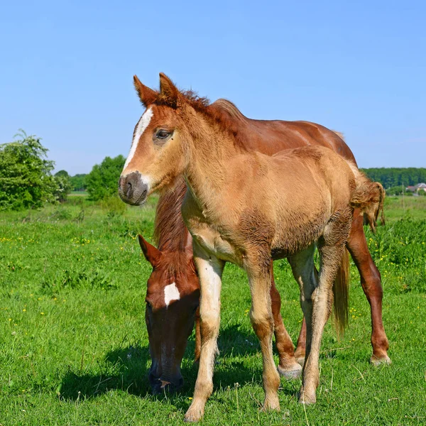 Beautiful Horses Pasture — Foto Stock