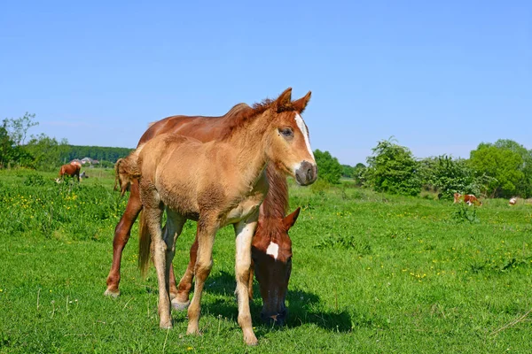 Schöne Pferde Auf Der Weide — Stockfoto
