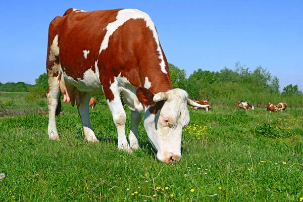 Perto Bela Vaca Marrom Branca Prado — Fotografia de Stock