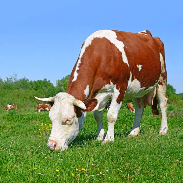 Zbliżenie Słodkie Krowy Łące — Zdjęcie stockowe