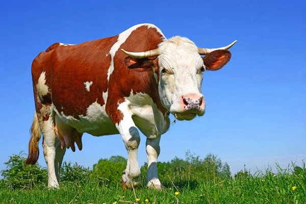 Close Cute Cow Meadow — Stock Photo, Image