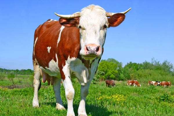 在草地上与一头可爱的奶牛亲密接触 — 图库照片