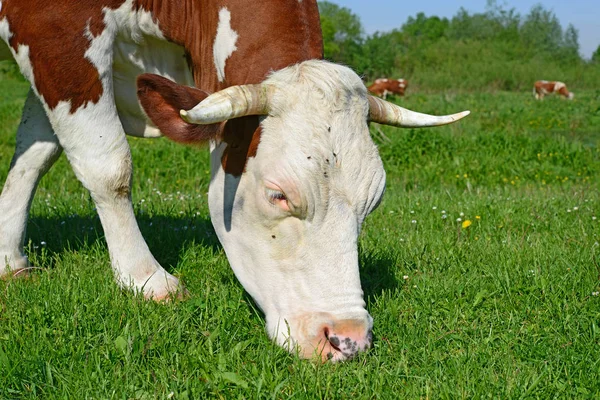 Close Cute Cow Meadow —  Fotos de Stock