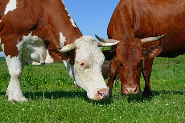 Cows Grazing Summer Pasture — Stock Photo, Image