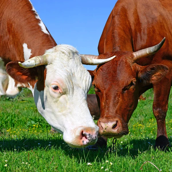 牛在夏季牧场上吃草 — 图库照片