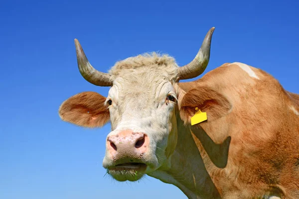 Close Cute Cow Blue Sky Background — Stock Photo, Image