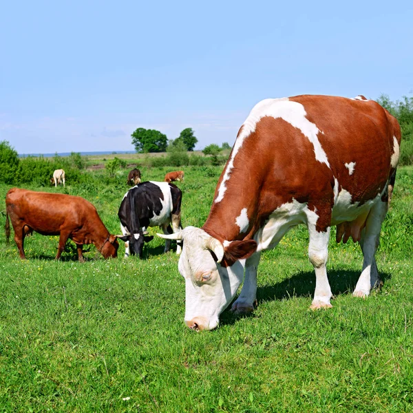 Cows Rural Pasture Sunny Day — Foto Stock