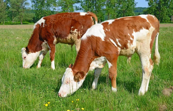 Beautiful Cows Summer Meadow — Fotografia de Stock