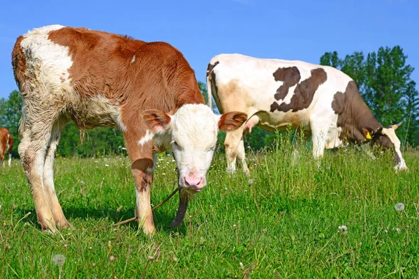 Mooie Koeien Een Zomerweide — Stockfoto