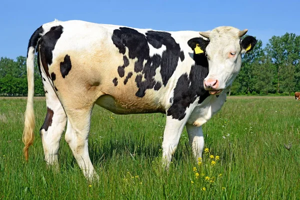 Primo Piano Bella Mucca Bianco Nero Sul Prato — Foto Stock