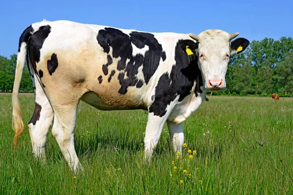 Крупный План Красивой Черно Белой Коровы Meadow — стоковое фото