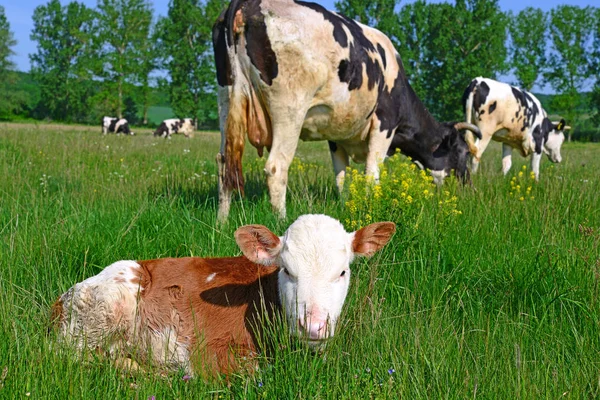 Красивые Коровы Летнем Лугу — стоковое фото