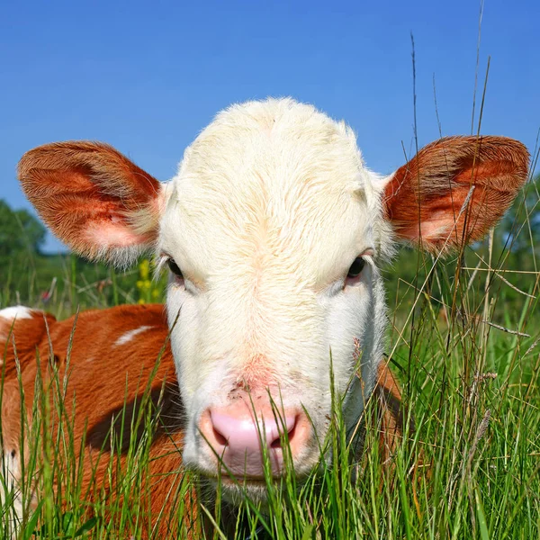 Brown White Calf Summer Pasture Rural Landscape — Stock Fotó