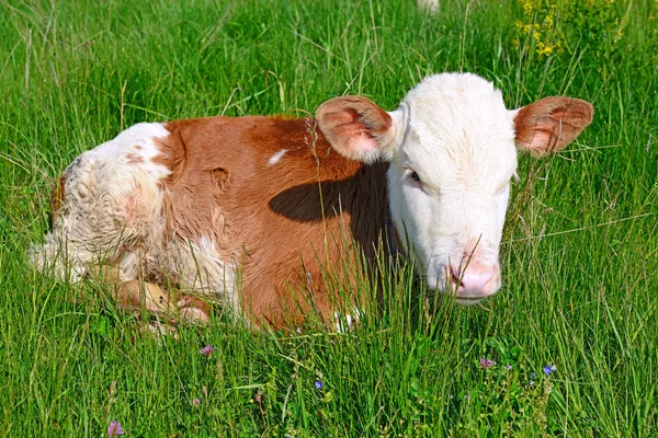 Brown White Calf Summer Pasture Rural Landscape — Stock Photo, Image