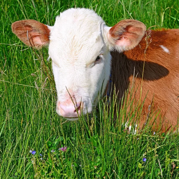 Brown White Calf Summer Pasture Rural Landscape — Stok fotoğraf