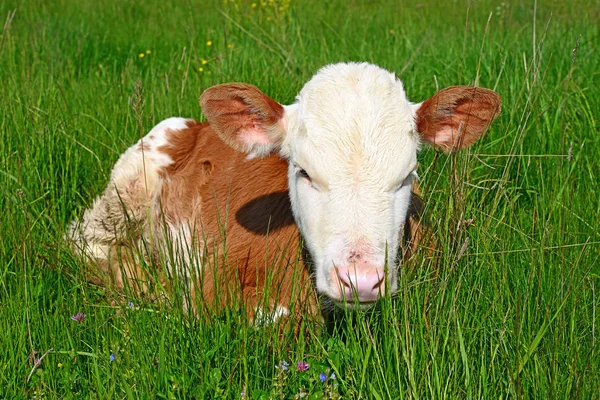 Brown White Calf Summer Pasture Rural Landscape — Stock Photo, Image