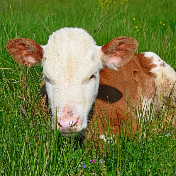 Brown White Calf Summer Pasture Rural Landscape — Stockfoto