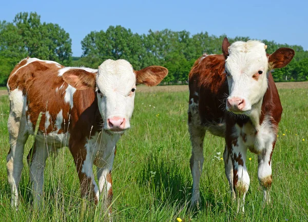 Calves Grazing Summer Pasture — Foto Stock