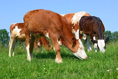 calves grazing on a summer pasture