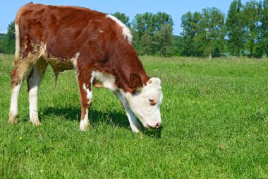 Kırsal bir alanda yaz otlağında kahverengi ve beyaz bir buzağı.