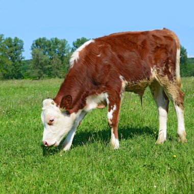 Kırsal bir alanda yaz otlağında kahverengi ve beyaz bir buzağı.