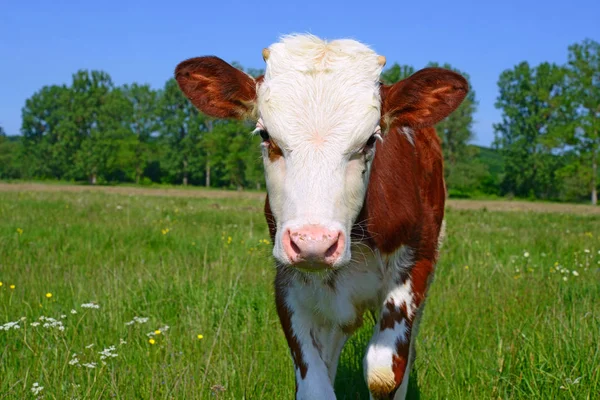 Brown White Calf Summer Pasture Rural Landscape — Stock Fotó