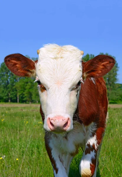 Braunes Und Weißes Kalb Auf Einer Sommerweide Ländlicher Landschaft — Stockfoto